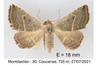 Eublemma polygramma
