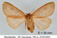 Ocneria rubea