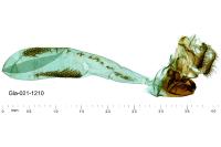 Metacrambus carectellus