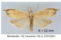 Metacrambus carectellus
