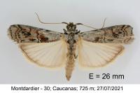 Phycita coronatella