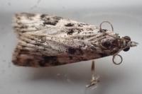 Eudonia delunella
