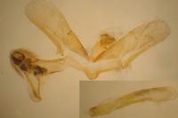Eudonia delunella