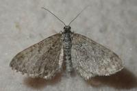 Eupithecia undata