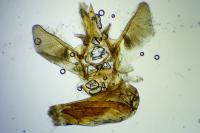 Eupithecia undata