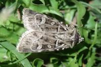 Chersotis larixia
