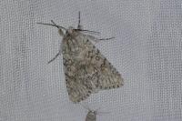 Acronicta euphorbiae