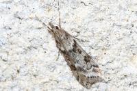 Eudonia angustea