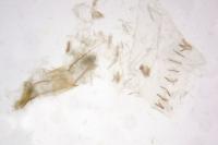 Ephestia woodiella