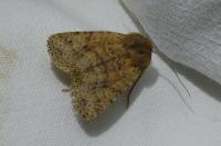 Conistra rubiginea