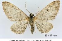 Eupithecia senorita