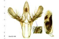 Epischnia prodromella