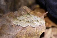 Ectropis crepuscularia