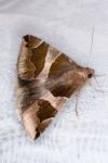 Dysgonia algira