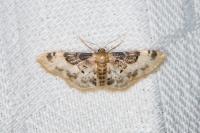 Idaea filicata
