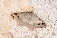 Macaria alternata