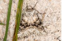 Hecatera bicolorata