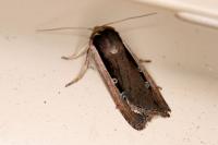 Ochropleura leucogaster
