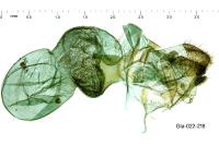 Indalia lutarella