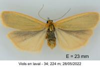 Indalia lutarella