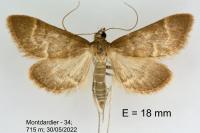 Ecpyrrhorrhoe diffusalis
