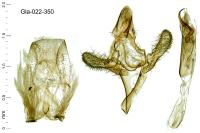 Pempeliella ardosiella venturiella
