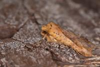 Conistra rubiginea