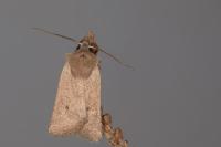 Orthosia cruda