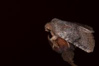 Conistra staudingeri