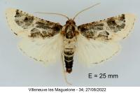 Loryma egregialis
