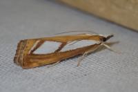 Catoptria myella