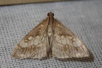 Evergestis politalis