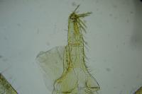 Evergestis politalis