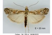 Ancylosis cinnamomella