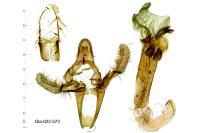 Phycita meliella