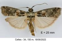Phycita meliella