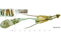 Ephestia welseriella