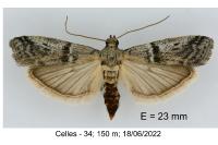 Ephestia welseriella