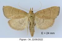 Hypsopygia incarnatalis
