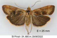 Pterothrixidia rufella