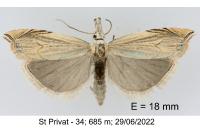 Metacrambus carectellus