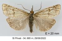 Chrysocramboides craterellus