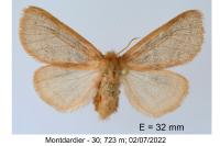 Ocneria rubea