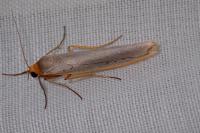 Eilema caniola