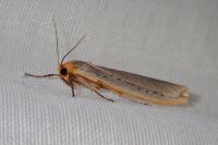 Eilema caniola