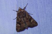 Dryobota labecula