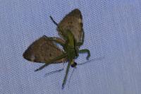 Chloroclysta siterata