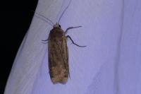 Noctua pronuba