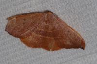 Watsonalla binaria