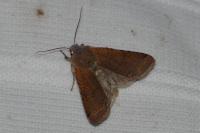 Agrochola lychnidis